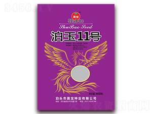泊玉11號-玉米種子-蔬寶種業(yè)