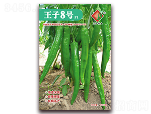 王子8號F1-辣椒種子-三江種業(yè)