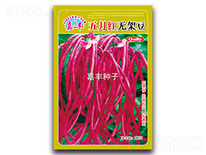 五月紅無(wú)架豆-架豆種子-嘉豐種子