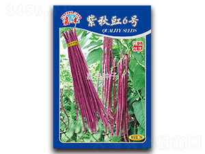 紫秋豇6號-豇豆種子-嘉豐種子