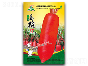 馬樁紅-長紅皮蘿卜種子-全興種業(yè)