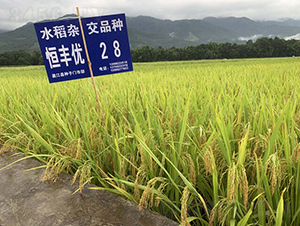 恒豐優(yōu)28-二級清香稻-中一種業(yè)