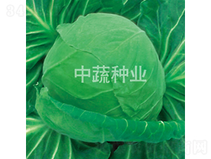 103甘藍-甘藍種子-中蔬種業(yè)